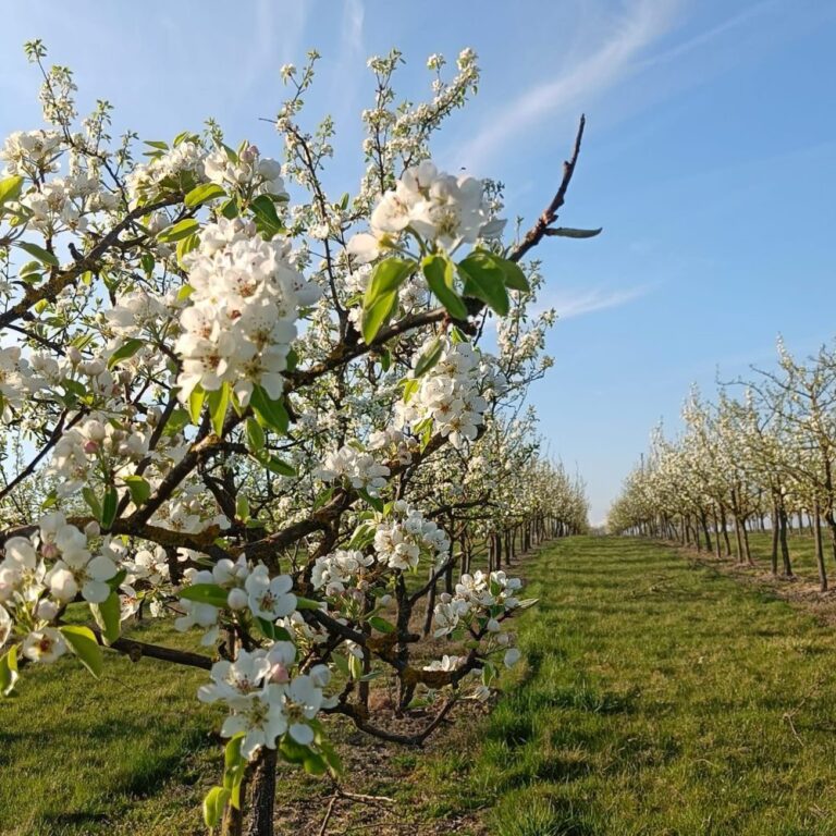 Birnenblüte im Mostviertel