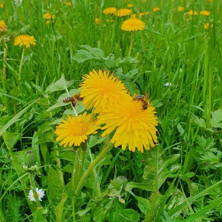 Biene auf Löwenzahn